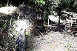 Cerita Seorang Ayah yang Hanya Bisa Terpana Lihat Putrinya Dihabisi Buaya