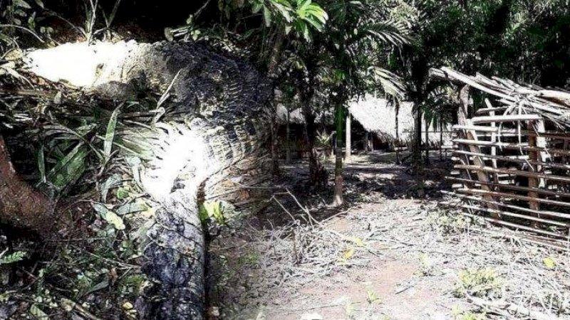 Penampakan buaya di belakang rumah Karel Rame | www.tribunnews.com