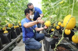 Mentan SYL dan Menkop UKM Gandeng IPB Wujudkan Korporatisasi Sektor Pertanian