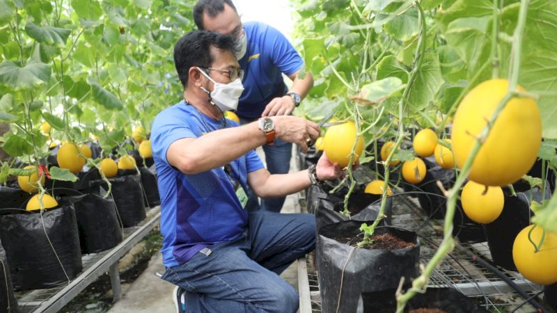 Mentan Syahrul Yasin Limpo panen melon di greenhouse Agribusiness and Technology Park (ATP) Institut Pertanian Bogor (IPB), Bogor, Minggu (30/5/2021). (Foto-foto: Humas Kementan)