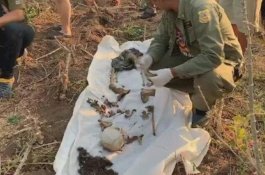 Pria Ini Temukan Tengkorak Mertua di Kebun, Awalnya Dikira Bola Mainan