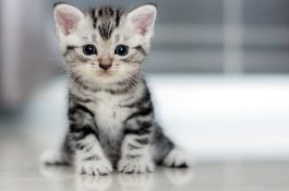 Muezza, Kucing Kesayangan Rasulullah SAW yang Selalu Mengeong saat Azan Berkumandang