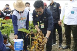 Porang dan Sarang Burung Walet Masuk Program Super Prioritas Pertanian