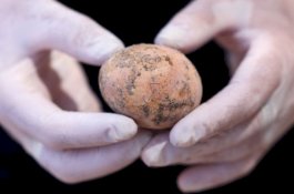 Umurnya 1.000 Tahun, Inilah Telur Ayam Tertua di Dunia yang Ditemukan di Israel