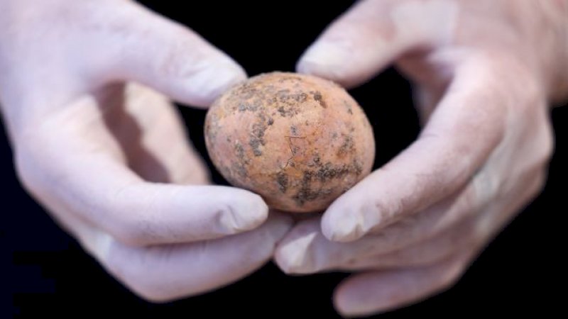 Arkeolog menunjukan telur ayam yang berumur seribu tahun di kota yavne, Israel, Rabu (9/6). Emmanuel DUNAND / AFP
