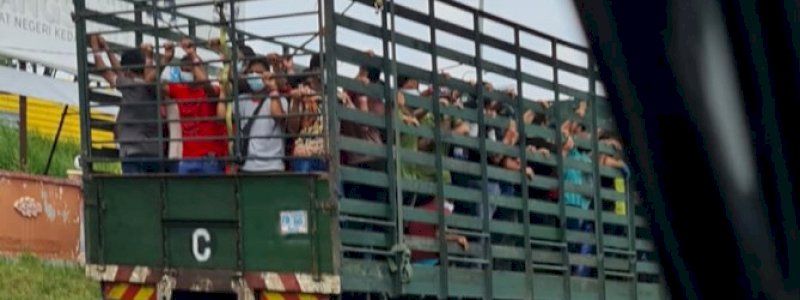 Terkonfirmasi Positif Covid-19, Puluhan Tenaga Kerja di Malaysia Diangkut Menggunakan "Truk Sapi"