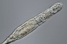 Makhluk Ini Hidup Kembali Setelah Membeku 24.000 Tahun di Siberia