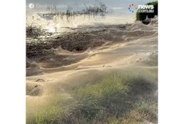 Fenomena Unik, Sarang Laba-Laba Selimuti Beberapa Wilayah di Australia