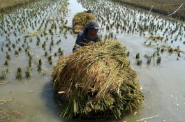 Disambut Gembira Warga yang Sering Kekeringan, Ternyata Begini Dampak Mengkhawatirkan Kemarau Basah