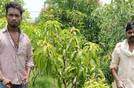 Punya Pohon Mangga Termahal dan Langka di Dunia, Pria Ini Sewa 6 Anjing untuk Menjaganya