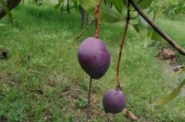 Bibit Mangga yang Ditanam Tak Sengaja Ditawar Rp52,5 Juta, Petani Enggan Jual karena Cita-Cita Mulia Ini