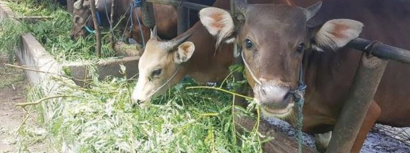 Jumlah Stok Sapi Kurban di Barru Aman, tapi Harga Naik