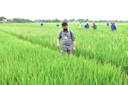 DPR Apresiasi Kementan Atas Raihan WTP dan Capaian Swasembada Beras