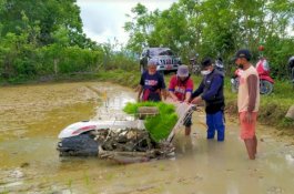 Dipandu Laskar Pelangi, Bupati Enrekang Muslimin Bando Tanam Padi Gunakan Rice Transplenter
