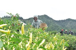 Bupati Luwu Utara Promosi Desa Wisata di Rongkong