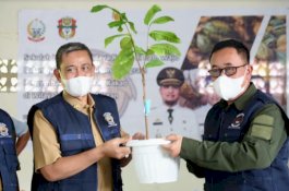 Sekolah Lapang Budi Daya Kakao, Amran Mahmud Ingin Kembalikan Kejayaan Kakao Wajo