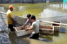 Petambak di Bantaeng Dilatih Budidaya Benih Ikan Air Tawar