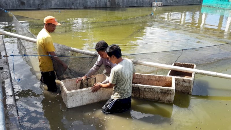 Petambak di Bantaeng Dilatih Budidaya Benih Ikan Air Tawar