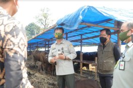 Cek Stok Hewan Kurban di Bogor, Mentan SYL: Kondisi Cukup, Harga Terkendali