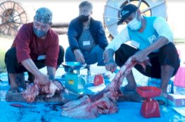 Tebar Keberkahan, PLN Sembelih 57 Hewan Kurban di Sulselrabar