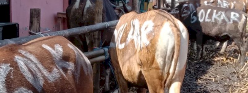Appi Tebar 15 Ekor Sapi ke Seluruh Kecamatan di Makassar