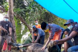 Sembelih Sendiri Hewan Kurbannya, Wali Kota Parepare: Ada Kenikmatan Tersendiri