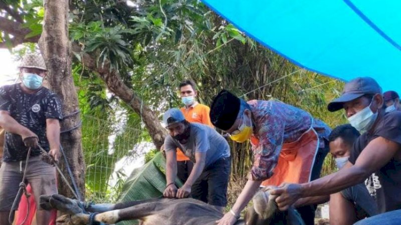 Penyembelihan dilakukan Taufan Pawe di kediaman pribadi, Jalan Jenderal Sudirman, Kelurahan Sumpang Minangae, Kecamatan Bacukiki Barat, Kota Parepare, Rabu (21/7/2021).