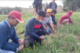 Bupati Enrekang Pimpin Panen Raya Bawang Merah di Maiwa