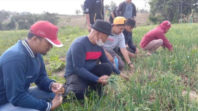 Bupati Enrekang, Muslimin Bando (MB), pimpin panen raya perdana bawang merah di Kawasan Fajar Grup, Kecamatan Maiwa, Kamis (29/7/2021).