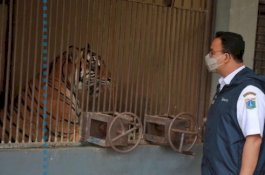Sebut Dua Harimau yang Terpapar Covid-19 sebagai Warganya, Caption Anies Baswedan Ini Bikin Gemas