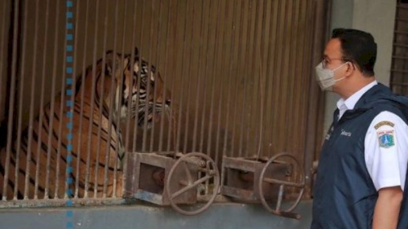 Sebut Dua Harimau yang Terpapar Covid-19 sebagai Warganya, Caption Anies Baswedan Ini Bikin Gemas