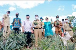 Panen Nanas Madu di Pujananting, Bupati Barru: Kalau Fokus Bertani, Kecil Kemungkinan Tertular Covid-19