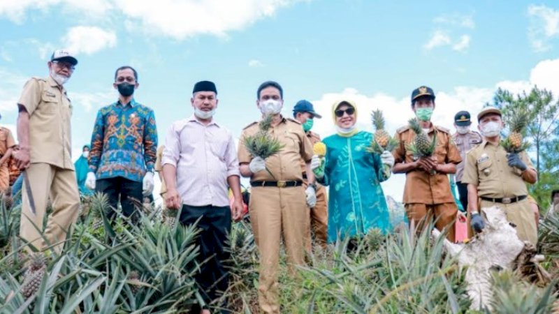 Panen Nanas Madu di Pujananting, Bupati Barru: Kalau Fokus Bertani, Kecil Kemungkinan Tertular Covid-19