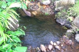 Kisah Pria yang Memberi Minum Anjing dan 13 Hikmah di Baliknya