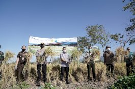 Bantaeng Bakal Produksi Nutri Zinc, Varietas Padi yang Bisa Cegah Stunting