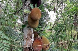 Kepalanya Tertimpa Nangka Jatuh, Setelah Dites Ternyata Pria Ini Positif Covid-19