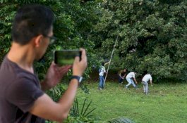 Empat Pria di Singapura Didenda Rp50 Juta karena Curi Rambutan