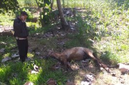 Pemilik Kebun Pasang Kawat Berarus Listrik untuk Jerat Babi, Justru Tewaskan Petani dan Dua Kudanya
