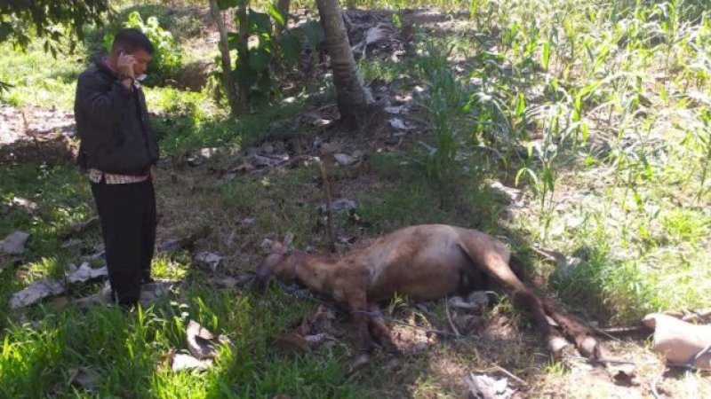 Pemilik Kebun Pasang Kawat Berarus Listrik untuk Jerat Babi, Justru Tewaskan Petani dan Dua Kudanya