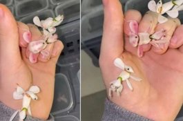 Terlihat Seperti Bunga Cantik, Serangga Ini Ternyata Pemburu yang Menakutkan