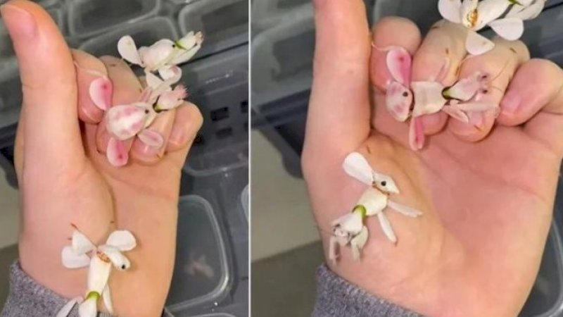 Terlihat Seperti Bunga Cantik, Serangga Ini Ternyata Pemburu yang Menakutkan