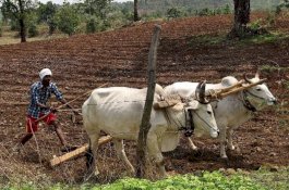 Kompensasi Gagal Panen dari Pemerintah Kelebihan Rp3,5 Juta Masuk ke Rekeningnya, Petani Ini Merasa Dilecehkan
