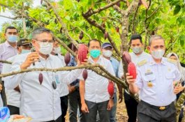 Bersama Pimpinan BNI, Bupati Wajo Panen Perdana Kakao Organik di Desa Simpellu