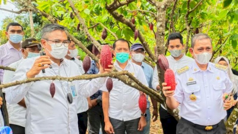 Bupati Wajo, Amran Mahmud (kanan), saat panen perdana kakao organik di Desa Simpellu, Kecamatan Pitumpanua, Kabupaten Wajo, Sulawesi Selatan, Rabu (25/8/2021).