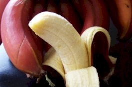 Perampok Telan Kalung Emas 70 Gram karena Terjebak, Polisi Cekok 4 Lusin Pisang untuk Mengeluarkannya