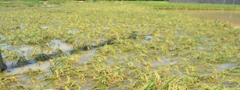 Jaga Produksi Padi, Ini Cara Mengatasi Penyakit Blas