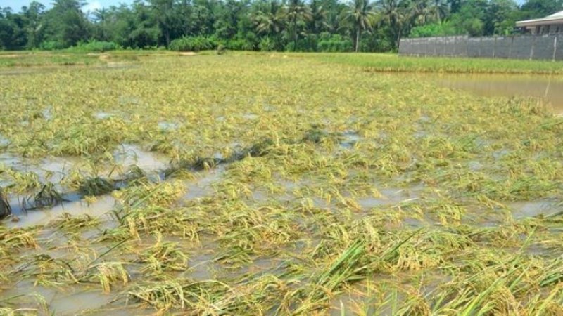 Ribuan Hektare Sawah di Wajo Terendam Banjir, Petani Merugi Rp362 Miliar