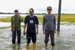 21.023 Hektare Sawah Terendam Banjir, Dinas Pertanian Wajo Upayakan Bantuan Kementan