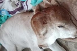 Kerbau Lahirkan Anak Sapi Berkepala Dua, Pertanda Apa?