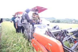 Sekprov Sulsel Panen Perdana Padi Varietas M70D di Barru